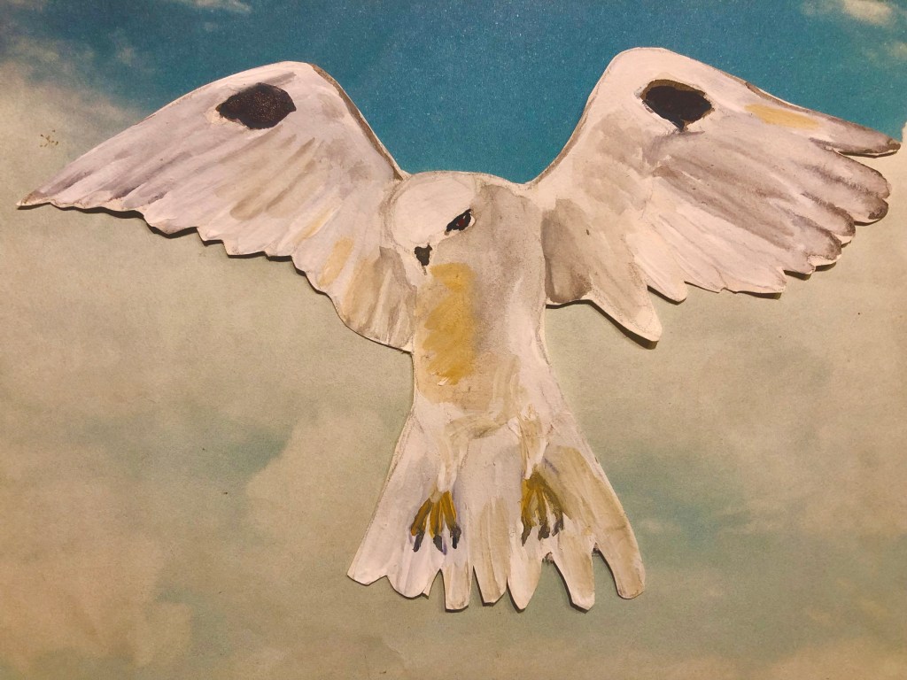 Black shouldered kite 